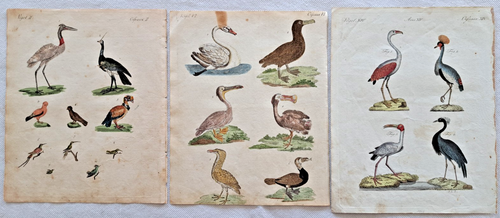 Bertuch 3 Blatt Kupferstiche koloriert Exotische Vögel 1798 Jacob Xaver Schmuzer