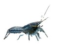 Crayfish Beginner Live Aquarium Invertebrates