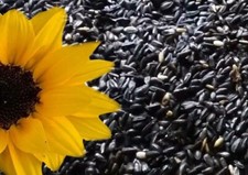 100 Sunflower Seeds- Black Oil - Heirloom - Non-Gmo --- FRESH