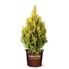 Arborvitae Shrub Live Plant Forever Goldy 2 Gal Bright Gold Foliage Evergreen