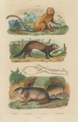 Marikina (Golden Lion Tamarin). Marmot. European polecat (Mustela putorius) 1833