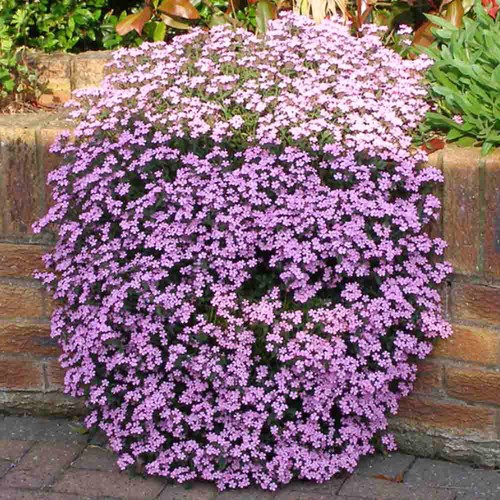 50 Pink Creeping Soapwort Seeds UK Native Carpet Flower Ground Cover Rock Plant eBay