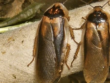Dubia Roach Starter Colony - Adults - 15 Females & 5 Males - Ready to Breed