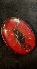 Vintage Western Oval Belt Buckle Scorpion in Resin 4"x3"