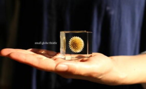 Cubo Sola Globo Cardo Acrílico Cubo 40mm Hecho a Mano Espécimen Botánico Japón - Imagen 8 de 9