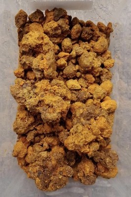MELIPONA Bee Bread   Kosher Fermented Collected Pollen Whole by pound 100% pure