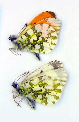 Anthocharis cardamines cardamines pair (Pieridae) 