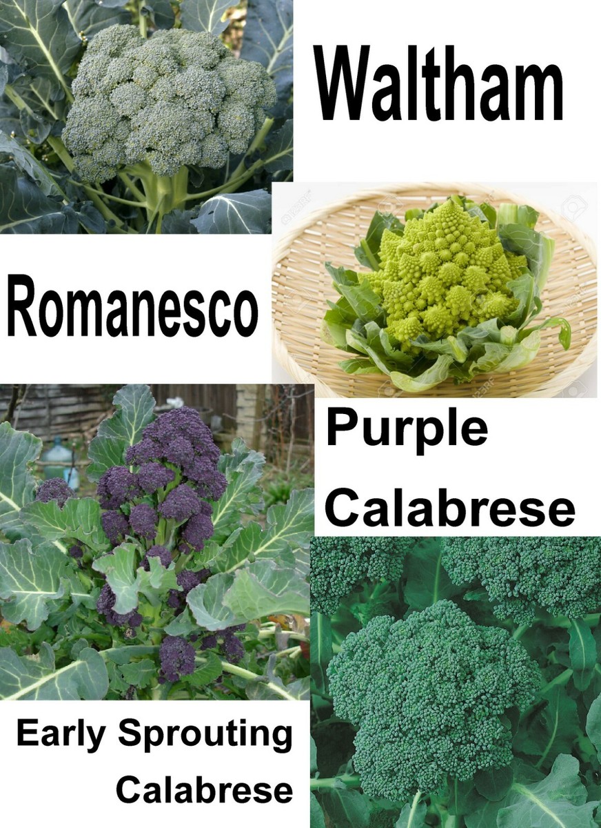 いろいろセット　冷凍クール便　80サイズ 最強 冷え冷えセット（KRクールBOX60L＋メカクール保冷剤7枚） | 車