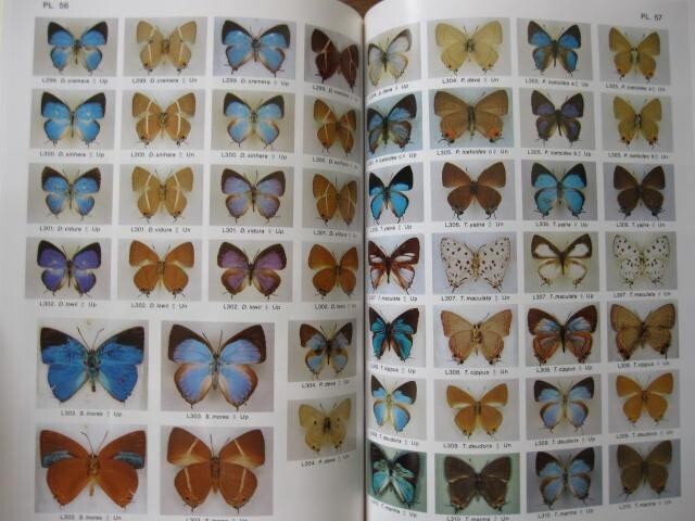 ボルネオの蝶 第2巻　Butterflies of Borneo, vol.2 Amazon.co.jp: ボルネオの蝶 第2巻/シジミチョウ科