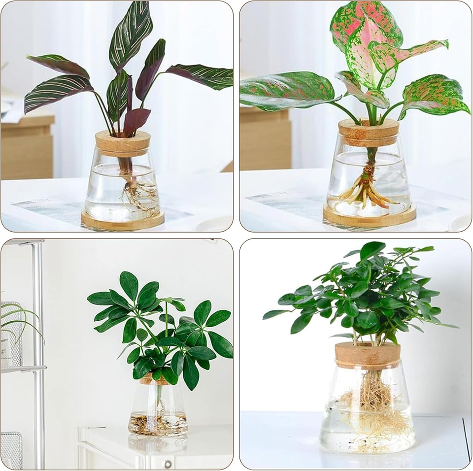 Vaso Di Propagazione In Vetro Per Piante – Terrario Idroponico Per Radici E Talee – Root