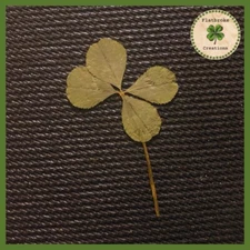 🍀Real Dried & Pressed Four Leaf Clovers🍀