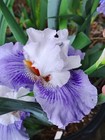 Tall Bearded Iris Seedling(#22-11-22A-1)                            (1 Rhizome) — photo 5