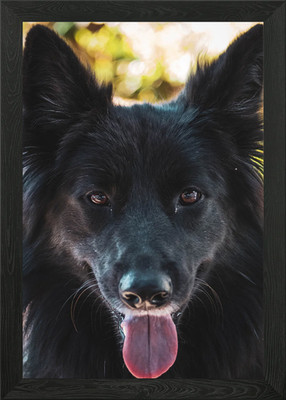 Niedlicher Border Collie gerahmtes Wandbild Poster Leinwanddruck Bild