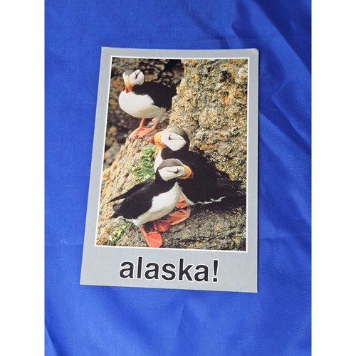 Alaska Puffins On The Rocks Postcard