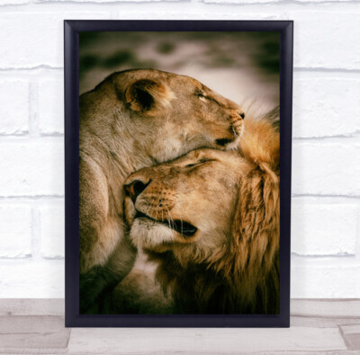 What Is Love Affection Hug Embrace Feline Löwe Löwin Wandkunstdruck