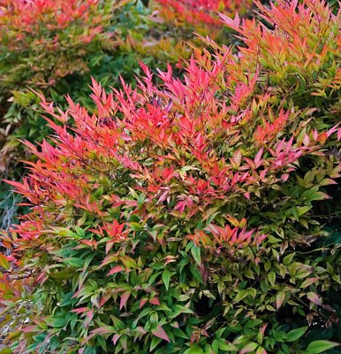 Nandina Domestica Fire Power - Pianta Sempreverde Con Vaso 19cm, Ideale Per Giardino E Terrazzo - Foto 11