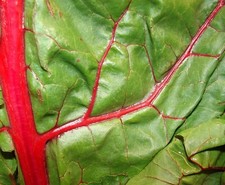 SEMILLA - Semillas de acelgas suizas - Un arco iris de verdes coloridas - Saludable sabroso