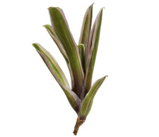 Neoregelia Donger Bromeliad Live Tropical Ornamental Houseplant 2 Pack