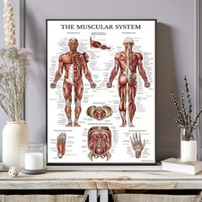 The Muscular System Human Anatomy Medical Educational Chart Wall Art Poster
