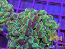 TC Blue Hologram Hammer WYSIWYG HC4 ~Live Coral Frag ~TankCandy~
