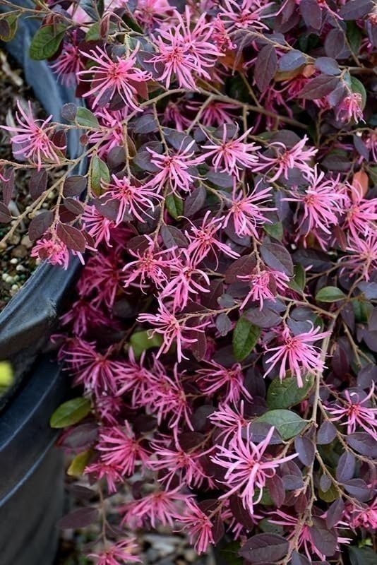 Loropetalum Ruby Plant