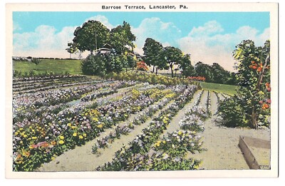 Rows of Flowers BARROSE TERRACE Gardens Media Heights Lancaster PA Postcard WB