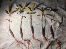 ***7 Oriental MANGROVES AQUARIUM FISH PLANTS***Bruguiera sexangula***FREE SHIP*