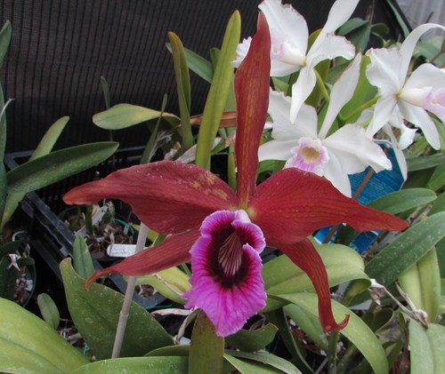 FLASK Cattleya tenebrosa DARK X Large Bronze orchid species LAST ONE