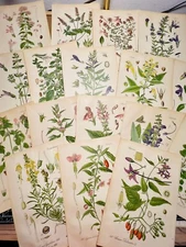 Set of 3 Antique Botanical Illustration 1886 Chromolithograph Vintage