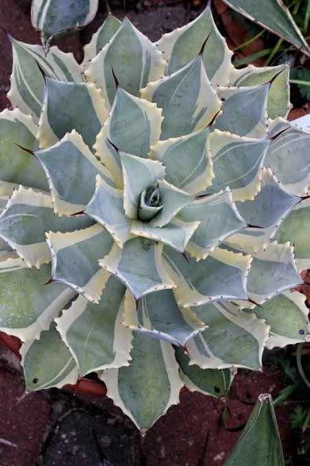 Agave potatorum 'Blue WindsLarge 12cm succulent plant 21
Opens in a new window or tab