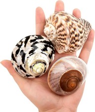 Extra Large Hermit Crab Shells 2.9-3.3 Inch, Natural Turbo Growth Supplies