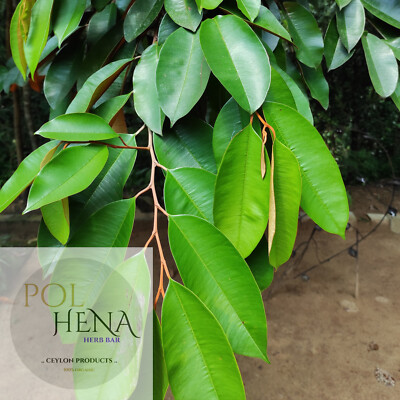 Dried Star Apple Leaves 500 g Green Star Apple Leaf Herb Organic Ceylon Tea