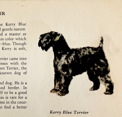 Kerry Blue Terrier 1939 Dog Breed Art Ole Larsen Color Plate Print PCBG17