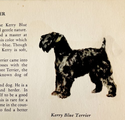 Kerry Blue Terrier 1939 Dog Breed Art Ole Larsen Color Plate Print PCBG17