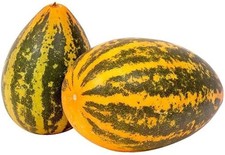 DOSAKAI CUCUMBER 5+ SEEDS - Indian variety Cu 078