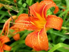 50 WILD DAYLILY fans root systems