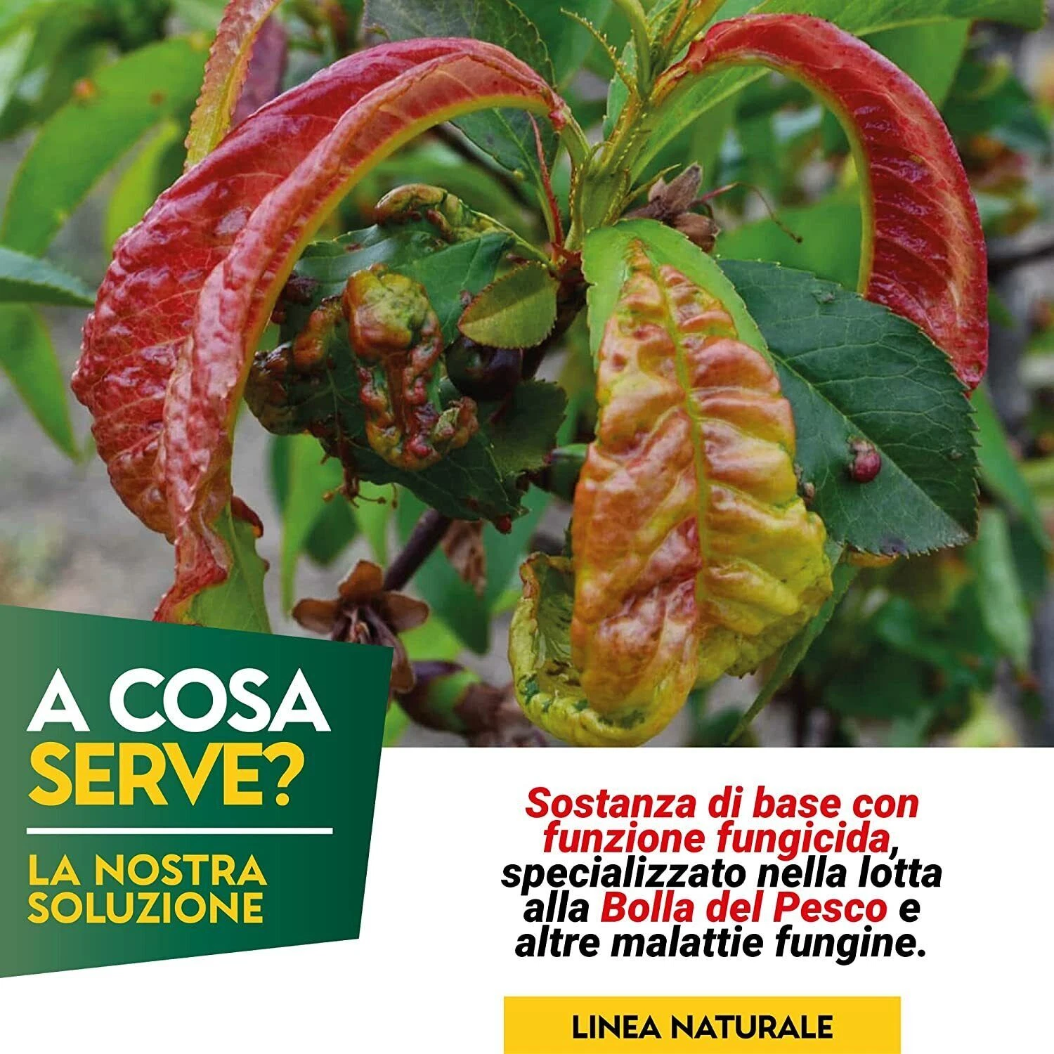 Foto 2 di 7