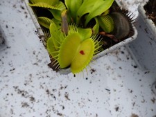 Carnivorous Plant - Venus Fly Trap - Dionaea Muscipula - STD (Steve T clone 'D')