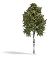 Busch 3783 Birke 170 Mm, Herbst 1:87(H0)
