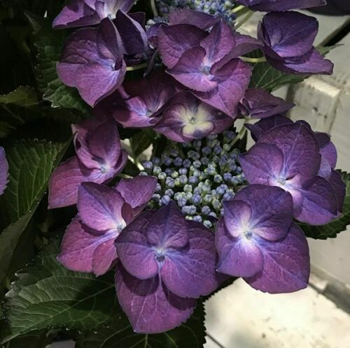 Black Diamond Hydrangea Flower Seeds Perennial Blooms 5-Pack  