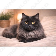 Himalayan Cat Photo DIGITAL Image printable 36X24 resolution Picture
