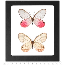 Cithaerias merolina MALE + FEMALE PAIR pink clear wing butterflies Peru FRAMED