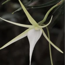 Angraecum cornigerum rare cool-growing fragrant orchid species Reunion