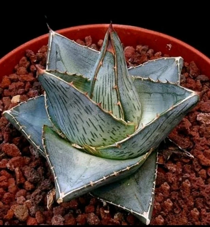 Agave Pumila 🏵️ One pup Only nice Succulent plant
Opens in a new window or tab