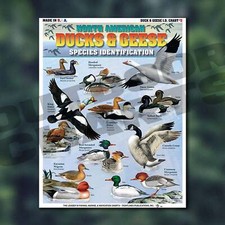 Ducks  Geese Identification 2 North American Ducks  Geese - Waterproof Quic