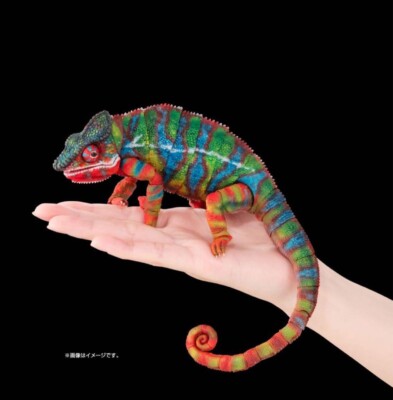 New The Diversity of Life on Earth Panther Chameleon Ambilobe