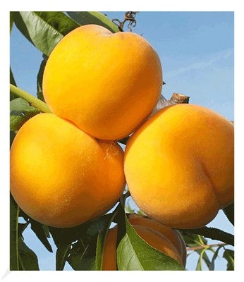 Pfirsich-Aprikose 'Honeymoon', 1 Pflanze, Percoca Pfirsichbaum Aprikosenbaum