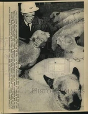 1967 Press Photo E. A. "Red" Mahlstedt, of Swift & Co., at San Francisco auction