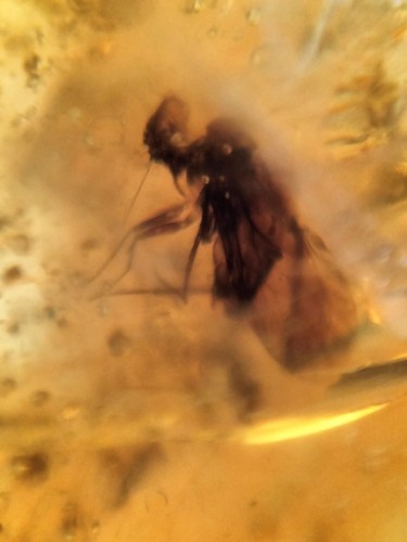 MA209 Ámbar fósil con Insecto de 99 millones años Cretácico Fósiles - Foto 8 di 12