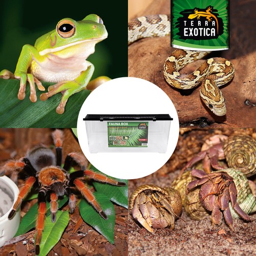 Terra Exotica Fauna Box - Zucht Box - Transportbox für Reptilien - Faunarium - Bild 29 von 55